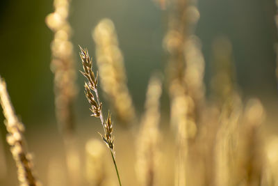 Close-up of stalks against blurred background