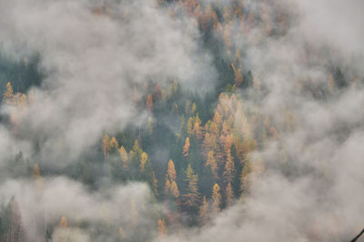 Panoramic view of forest