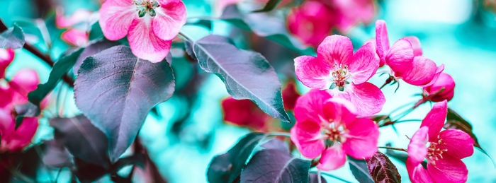 Close-up of pink flowering plant