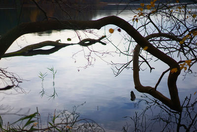 Reflection of tree in water