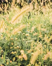 Close-up of fresh plants on field