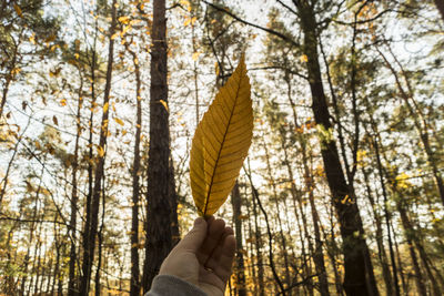 Close-up of hand holding autumn leaf in forest
