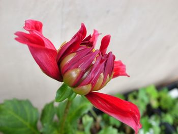 Close-up of pink flowers