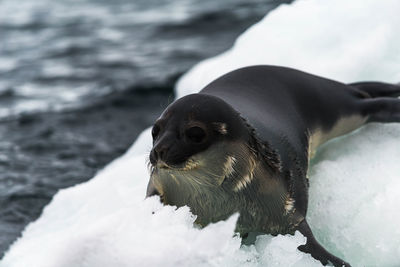 Close-up of bird on snow