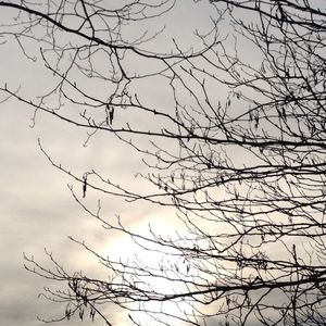 Low angle view of bare trees against sky