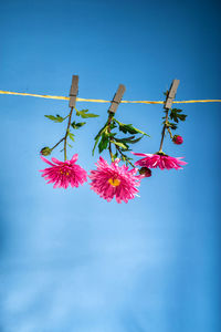 Low angle view of flowering plant against clear sky