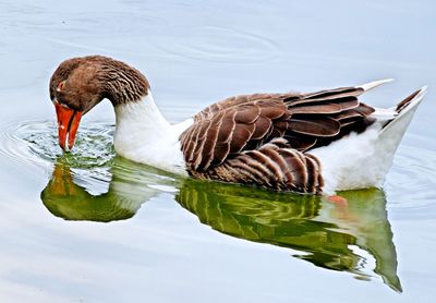 Duck swimming in lake