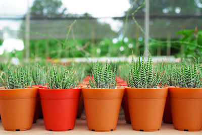 Close-up of potted plants in greenhouse