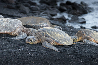 Turtles relaxing on black sand at beach