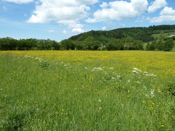 Scenic view of field against sky