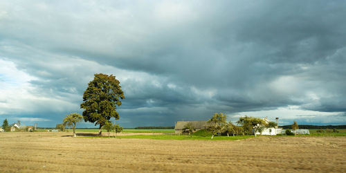 Trees on field against sky