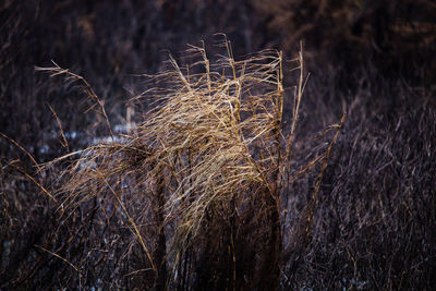 Close-up of dry grass on field