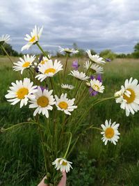 Close-up of white flowering plants on field