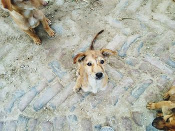 High angle portrait of dog lying down in water