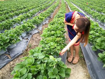 Woman harvesting strawberries at farm