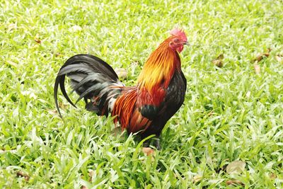 View of a duck on land