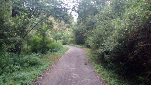 Empty road in forest