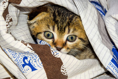 Portrait of cat hiding on bed