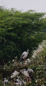 Bird perching on a field