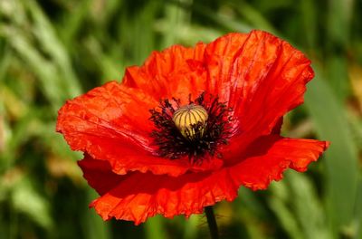 Close-up of red rose in park