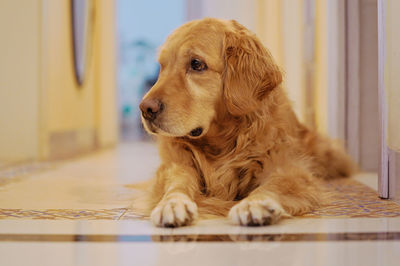 Close-up of a dog looking away