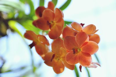 Low angle view of flowering plant