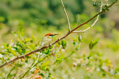 Chestnut-headed