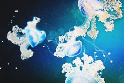 Close-up of jellyfish in sea