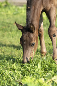 Close-up of horse on field