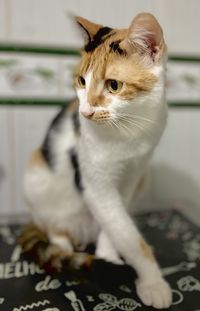 Close-up of a cat looking away