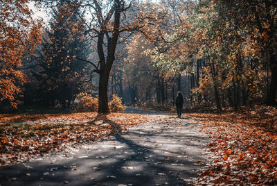 Rear view of woman walking on road amidst trees during autumn