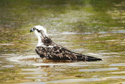 Close-up of duck swimming on lake