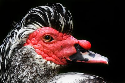 Close-up of a bird over black background