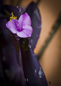 Close-up of wet purple flower