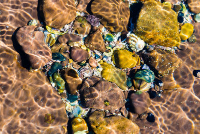 Full frame shot of coral in sea