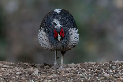 Close-up of bird perching on field