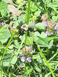 View of bee pollinating on purple flowering plants