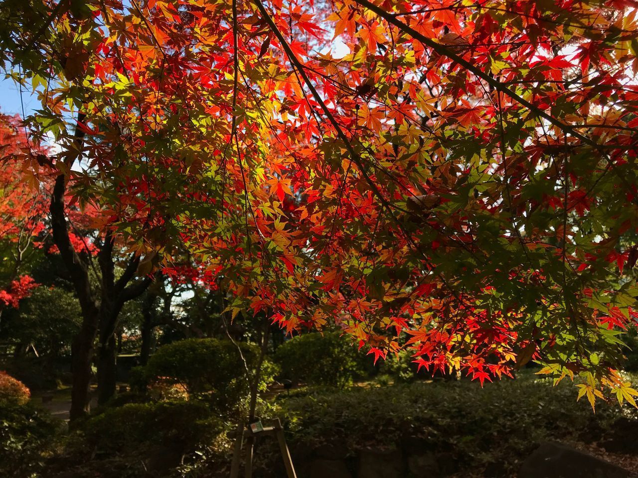 LOW ANGLE VIEW OF RED MAPLE TREE