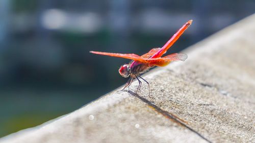 Close-up of dragonfly on plant