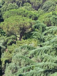 Full frame shot of trees in forest