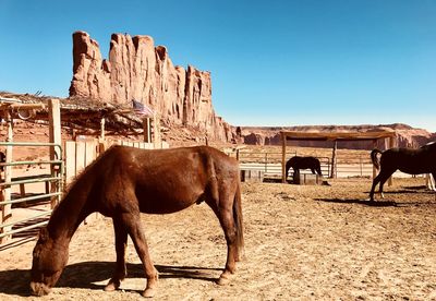 Horse standing in ranch against clear sky