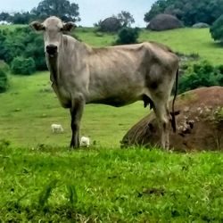 Cows grazing on grassy field