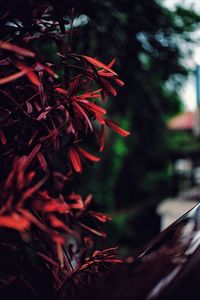 Close-up of red leaves on tree