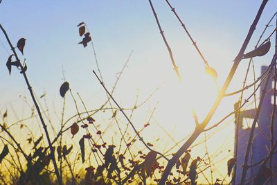 Low angle view of plants against sky