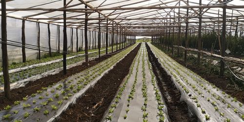 Panoramic view of greenhouse