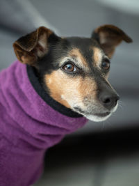 Close-up of dog looking away