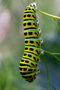 Swallowtail butterfly caterpillar