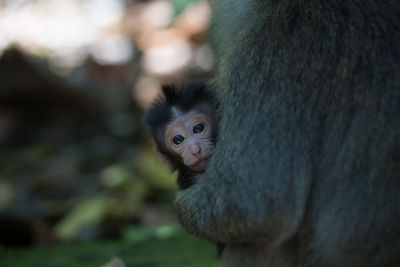 Portrait of monkey