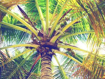 Low angle view of palm tree