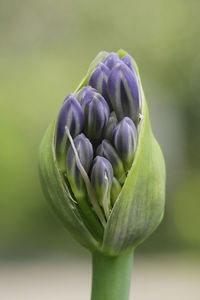 Close-up of purple flower buds